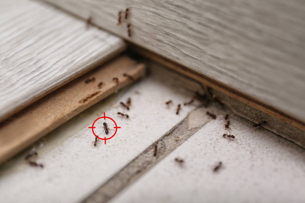 Best Pest Removal Services  in Jones, OK