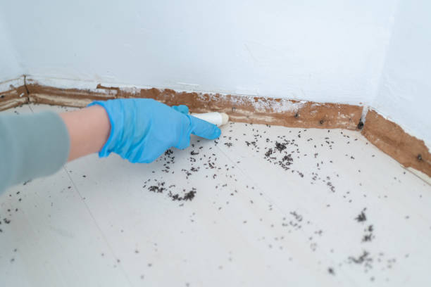 Best Insect Control  in Jones, OK